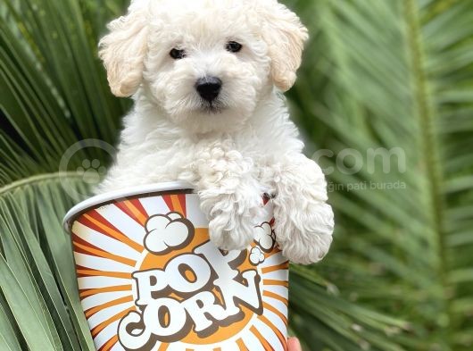 Toy Poodle görsel