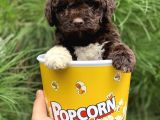 Çi̇kolata Poodle