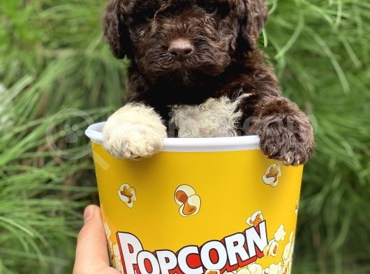Çi̇kolata Poodle görsel