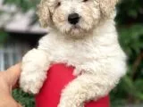 Apricot Toy Poodle