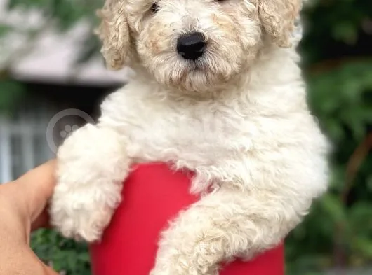 Apricot Toy Poodle