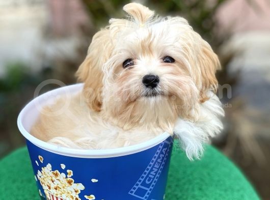 Malti̇poo F1 görsel