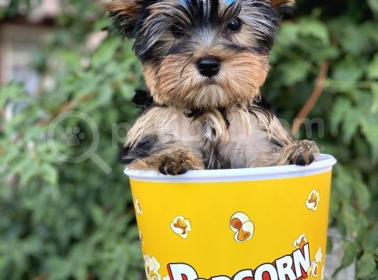 Yorkshire Terrier görsel