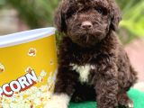 Çi̇kolata Poodle