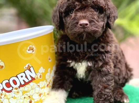 Çi̇kolata Poodle görsel