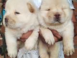 Chow Chow (Çin Aslani) Yavruları