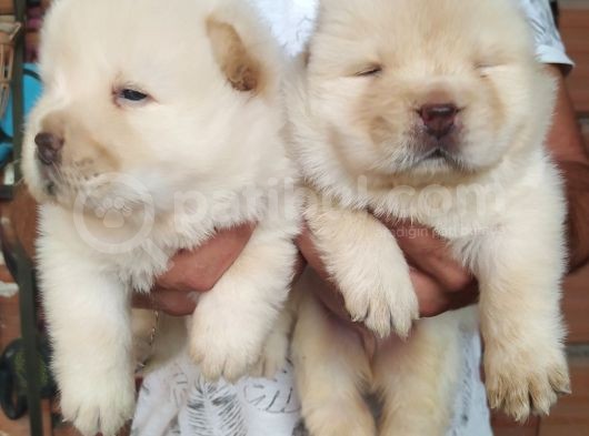 Chow Chow (Çin Aslani) Yavruları görsel