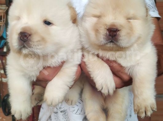 Chow Chow (Çin Aslani) Yavruları görsel