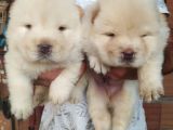 Chow Chow (Çin Aslani) Yavruları