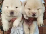 Chow Chow (Çin Aslani) Yavruları