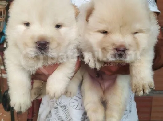 Chow Chow (Çin Aslani) Yavruları