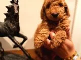 BEBEK SURAT TOY POODLE YAVRULAR WC EĞİTİMLİ