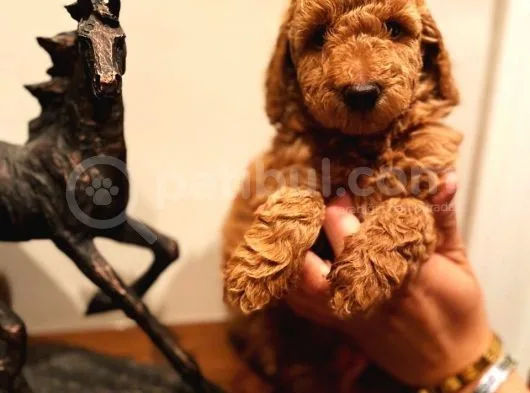 Bebek Surat Toy Poodle Yavrular Wc Eği̇ti̇mli̇