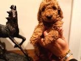Bebek Surat Toy Poodle Yavrular Wc Eği̇ti̇mli̇