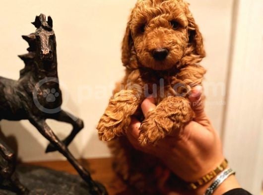 Bebek Surat Toy Poodle Yavrular Wc Eği̇ti̇mli̇ görsel