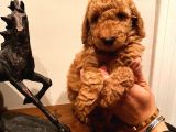 Bebek Surat Toy Poodle Yavrular Wc Eği̇ti̇mli̇