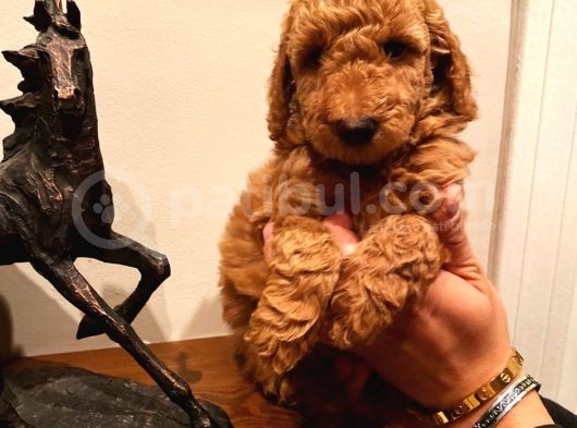 Bebek Surat Toy Poodle Yavrular Wc Eği̇ti̇mli̇ görsel