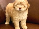 Muhteşem Maltipoo Yavrumuz