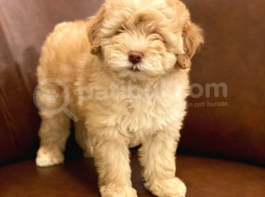 Muhteşem Maltipoo Yavrumuz görsel