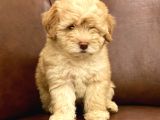 Muhteşem Maltipoo Yavrumuz