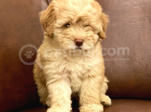 Muhteşem Maltipoo Yavrumuz görsel