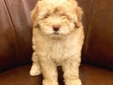 Muhteşem Maltipoo Yavrumuz