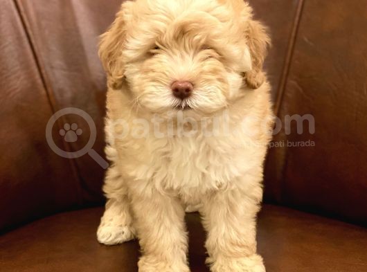 Muhteşem Maltipoo Yavrumuz görsel
