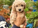 Apricot Toy Poodle Erkek Yavrumuz