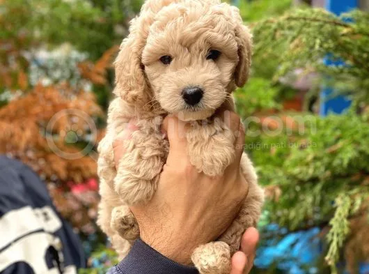 Apricot Toy Poodle Erkek Yavrumuz