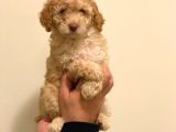 Minyatür Dişi Poodle Yavrumuz