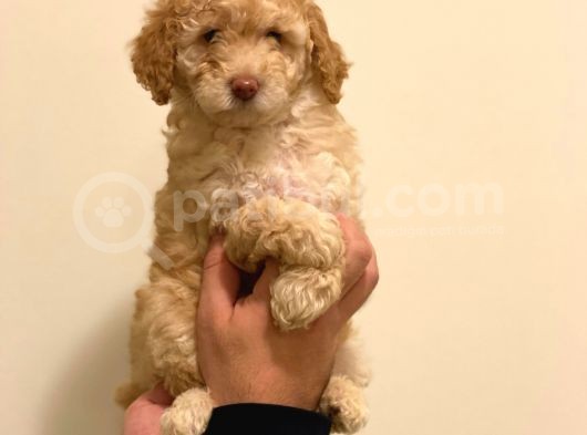 Minyatür Dişi Poodle Yavrumuz görsel
