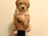 Minyatür Erkek Poodle Yavrumuz