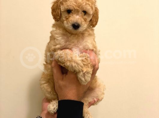 Minyatür Erkek Poodle Yavrumuz görsel