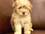Muhteşem Maltipoo Yavrumuz