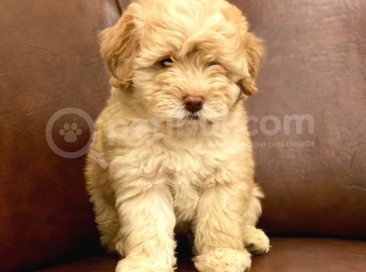 Muhteşem Maltipoo Yavrumuz görsel