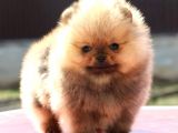 Irk Belgeli Ayı Surat Boo Pomeranian Yavrular