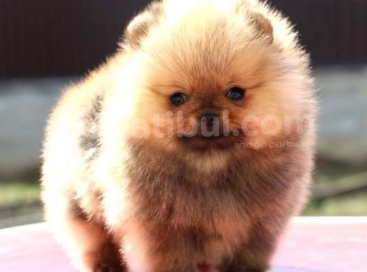 Irk Belgeli Ayı Surat Boo Pomeranian Yavrular görsel