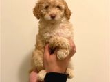 Minyatür Dişi Poodle Yavrumuz