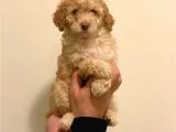Minyatür Dişi Poodle Yavrumuz
