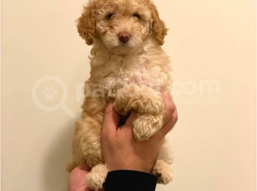 Minyatür Dişi Poodle Yavrumuz görsel