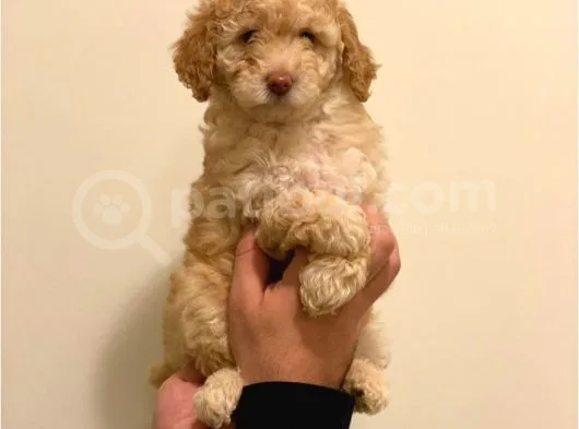 Minyatür Dişi Poodle Yavrumuz