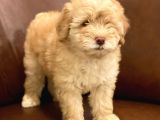 Muhteşem Maltipoo Yavrumuz