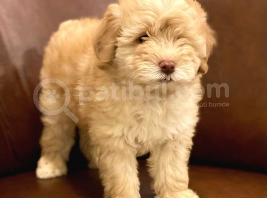 Muhteşem Maltipoo Yavrumuz görsel