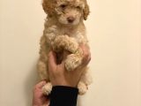 Minyatür Dişi Poodle Yavrumuz