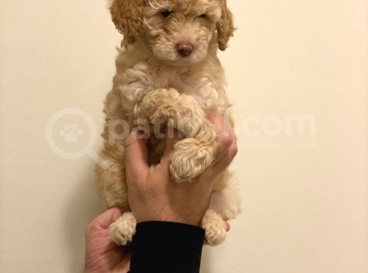 Minyatür Dişi Poodle Yavrumuz görsel
