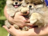 Irk Belgeli Ayı Surat Boo Pomeranian Yavrular
