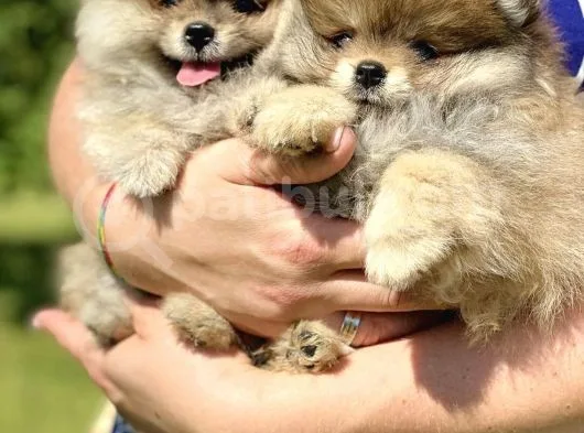 Irk Belgeli Ayı Surat Boo Pomeranian Yavrular