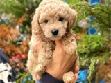Apricot Toy Poodle Erkek Yavrumuz