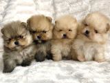 Irk Belgeli Ayı Surat Boo Pomeranian Yavrular