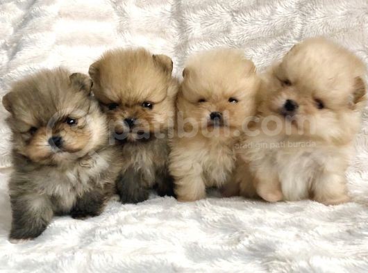 Irk Belgeli Ayı Surat Boo Pomeranian Yavrular görsel